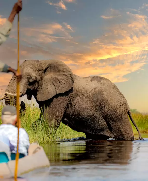 Elephant wading through the Okavango Delta at sunset, with a traditional mokoro canoe guided by a local, showcasing Botswana’s unique blend of delta and desert landscapes.