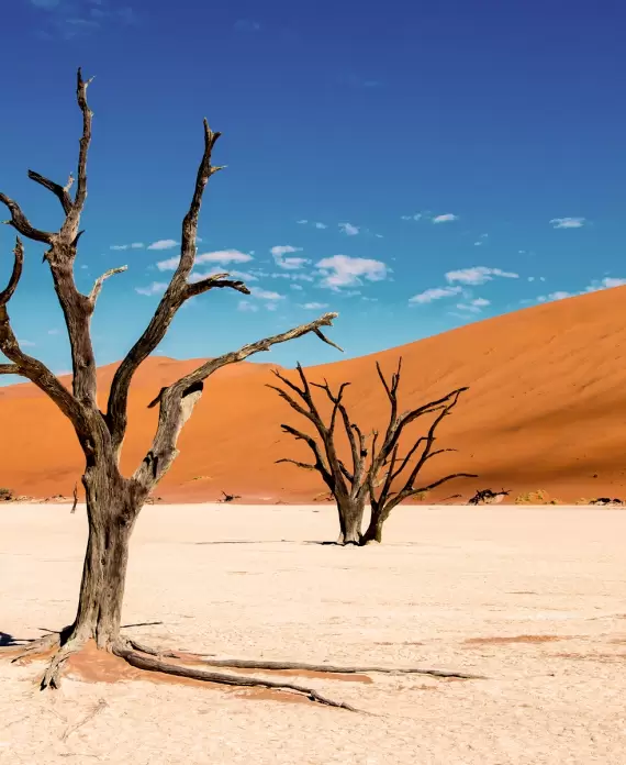 Breathtaking view of the Deadvlei clay pan in Namibia’s Namib-Naukluft National Park near Sossusvlei with ancient camelthorn trees, red sand dunes, and deep blue sky.