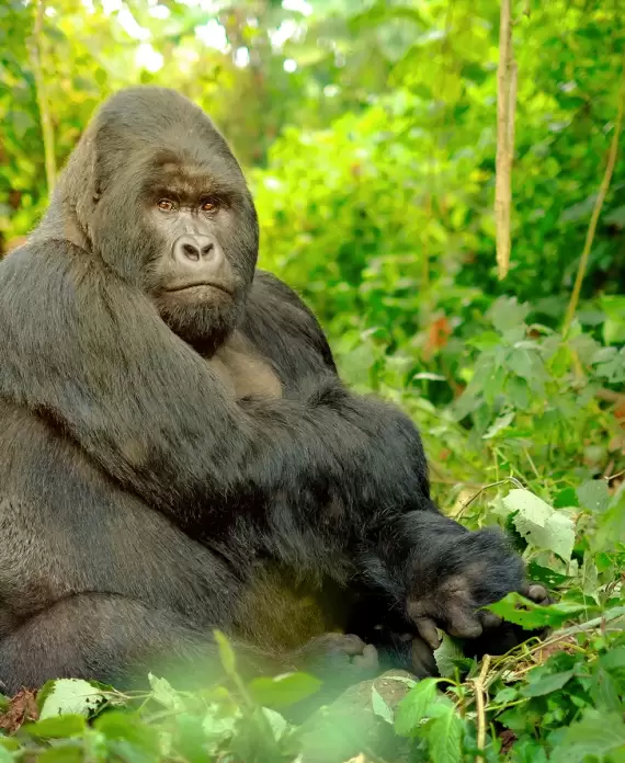 Mountain gorilla sitting peacefully in the dense greenery of Volcanoes National Park, Rwanda in East - Central Africa.