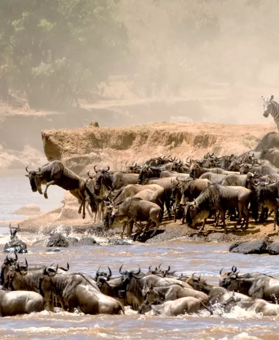 Herd of wildebeest crossing the Mara River in Tanzania’s Serengeti National Park during the Great Migration, set against a dusty, earthy-toned landscape.