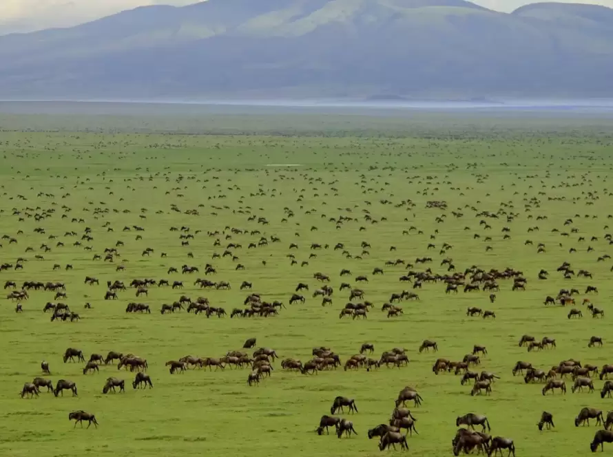 Wildebeest migration across African plains during a luxury African safari.