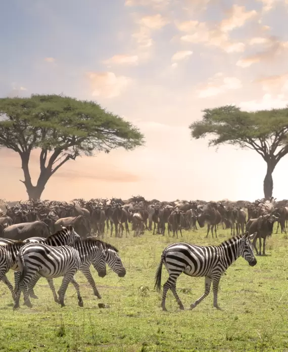 Herd of wildebeest and zebras grazing on the lush green plains of Kenya’s Maasai Mara under an expansive sky with acacia trees silhouetted at sunrise.