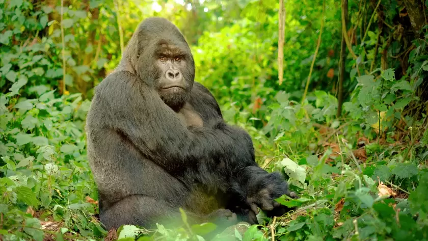 Mountain gorilla sitting peacefully in the dense greenery of Volcanoes National Park, Rwanda in East - Central Africa.