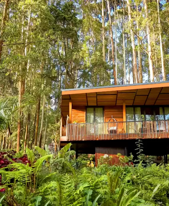 Luxury lodge at One&Only Gorilla’s Nest in Rwanda, nestled amidst lush forest greenery and towering eucalyptus trees.