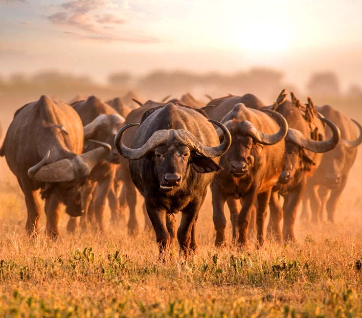 Herd of African buffaloes walking through a golden savannah at sunset, casting a dramatic silhouette against the warm glow of the sky.