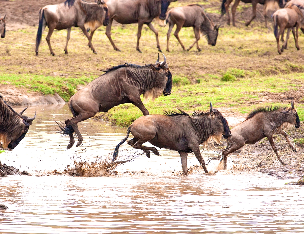 Wildebeests leaping across a river during the Great Migration in East Africa, splashing through the water as they make their way across.