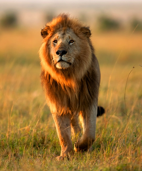 Majestic African lion with a thick dark mane striding confidently across the golden savannah at sunrise in Maasai Mara National Reserve, Kenya.