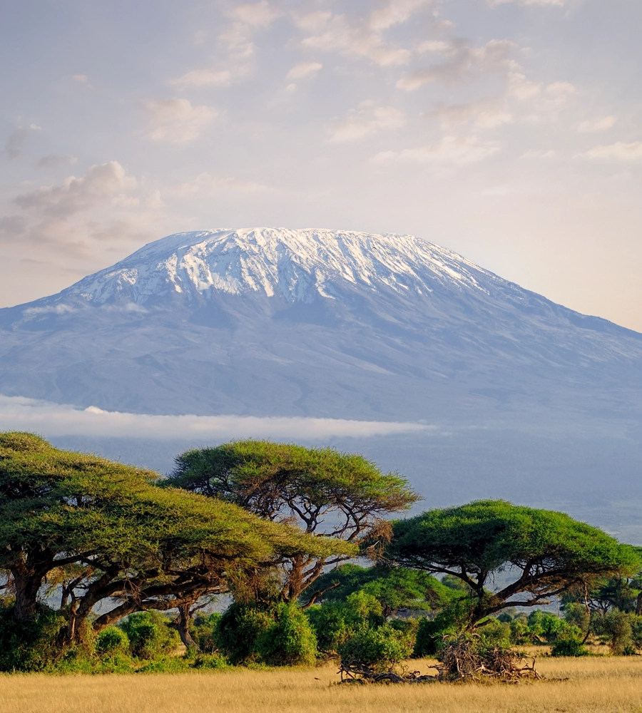 Majestic view of Mount Kilimanjaro with its snow-capped peak rising above the savannah and acacia trees under a soft, pastel sky in Tanzania.