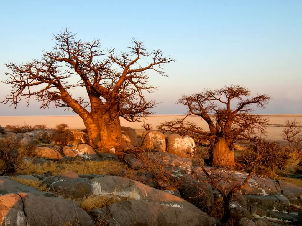 Baobab trees in Botswana tourist attractions 2025.