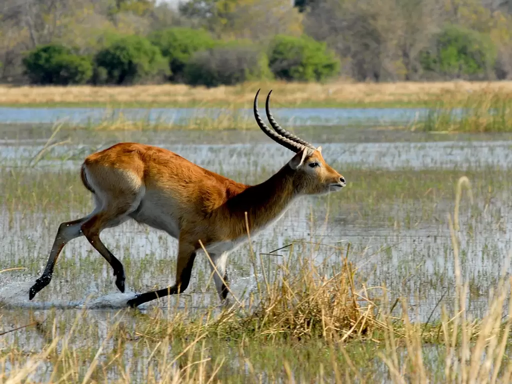 Marsh antelope during Moremi Game Reserve safari in Botswana, Africa.