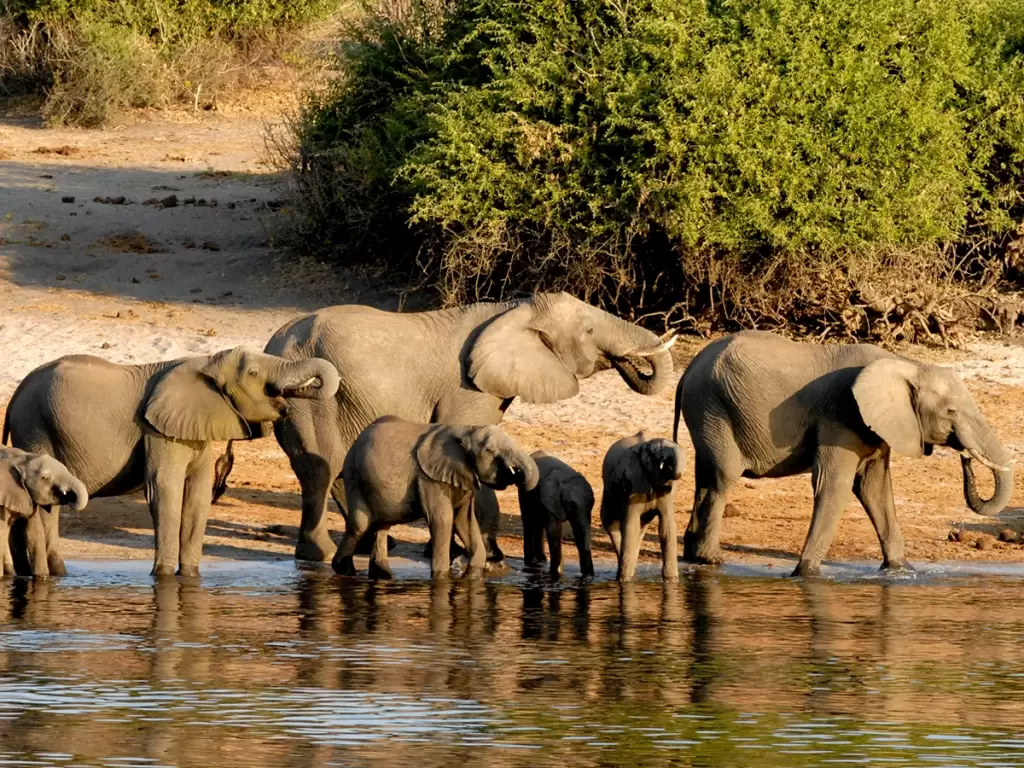 Herd of African elephants drinking water, spotted during Chobe National Park safari 2025. 