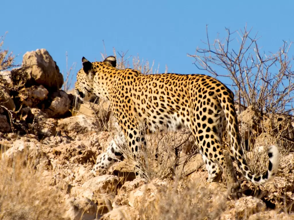 African wildcat in Kalahari in Botswana wildlife tours 2025. 