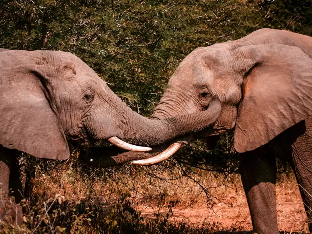 Playful African elephants intertwine trunks in Kruger National Park safari 2025 / 2026.