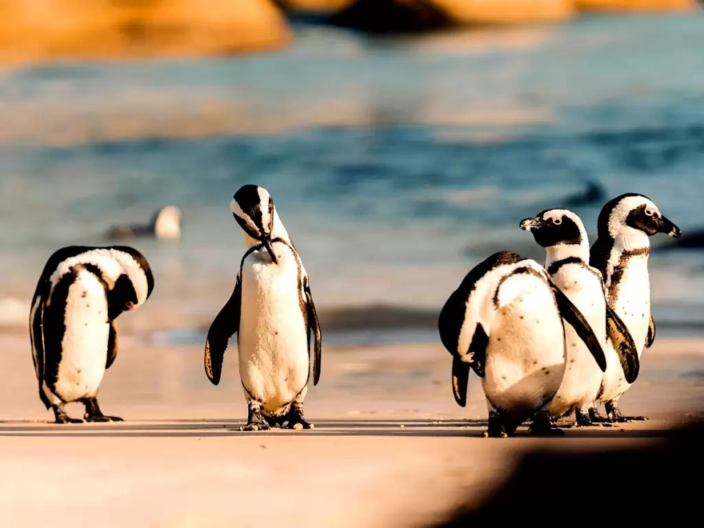 African penguins on sandy shores of Boulders Beach in South Africa 2025 – 2026.