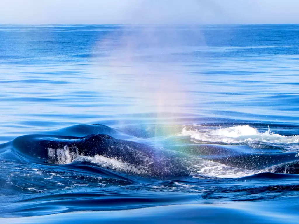 Southern right whale spraying water out of its blowhole in Gansbaai, Western Cape, South Africa.