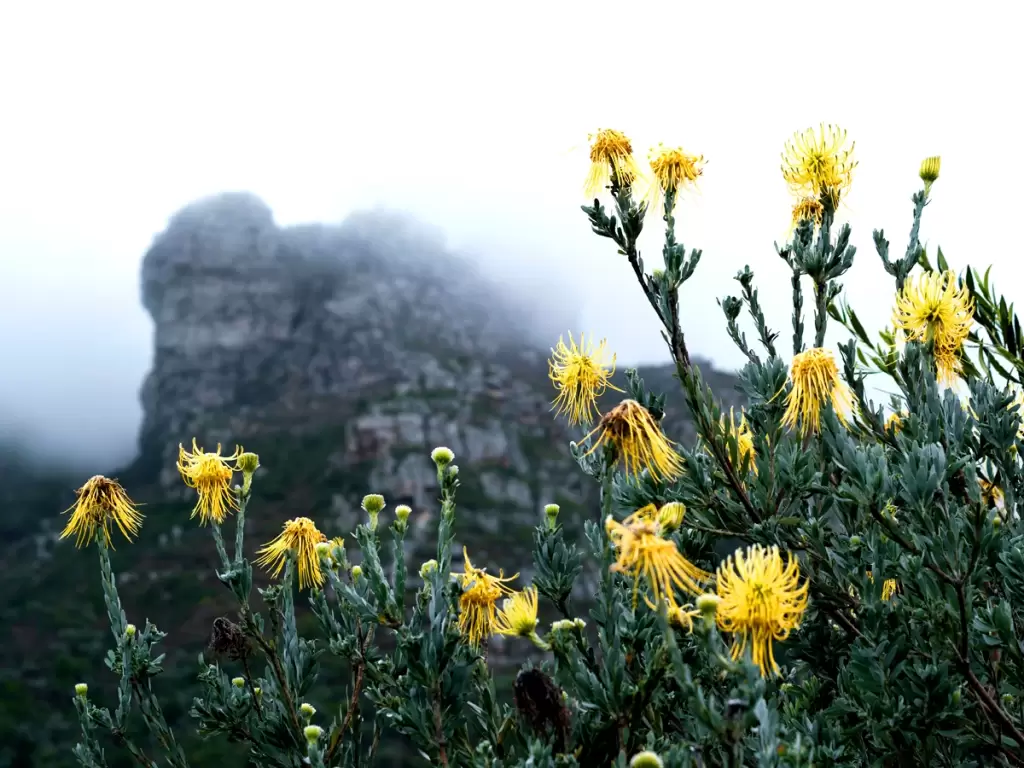 Yellow pincushion flowers with a mountain in the background amidst misty weather in Kirstenbosch National Botanical Garden in Cape Town, South Africa.