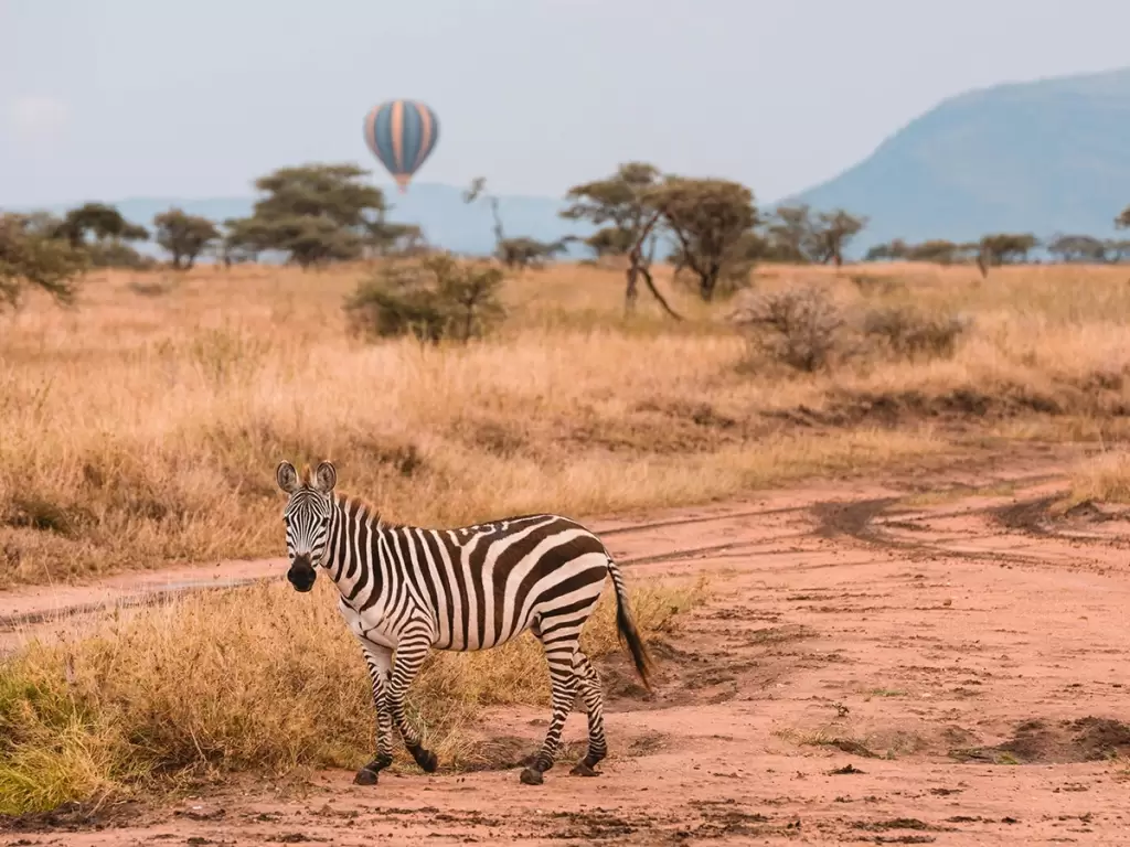 A zebra on African golden savannah in Tarangire National Park with balloon safari in Tanzania 2025 – 2026.