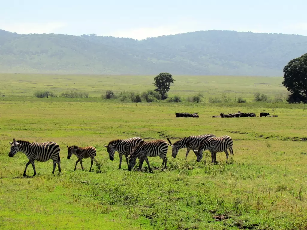 Herd of zebras grazing on green plains during Tanzania’s Ngorongoro Crater safari 2025 / 2026.