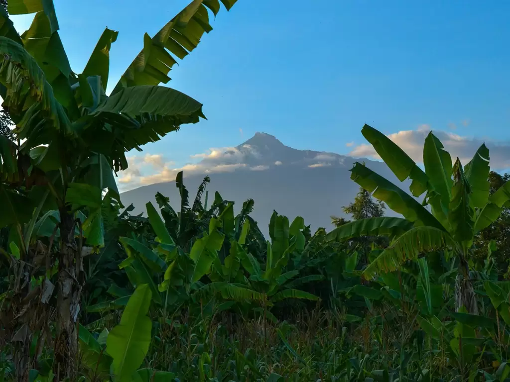 Banana trees with Mount Meru in Arusha, the gateway to Tanzania safaris 2025 – 2026.