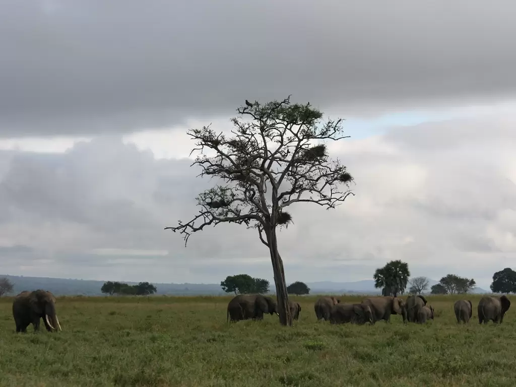Herd of elephants under acacia tree in lush green Mikumi National Park, Tanzania safari 2025 – 2026.