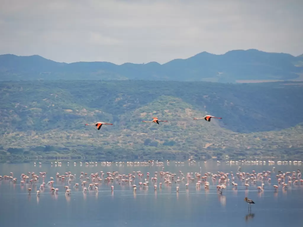 Lake Manyara flamingos with mountains in the backdrop in one of Tanzania national parks.