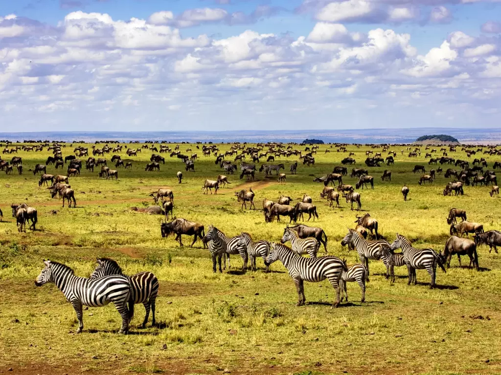 Zebras and elephants in Maasai Mara National Park, Kenya during a wildlife safari - 2025 - 2026