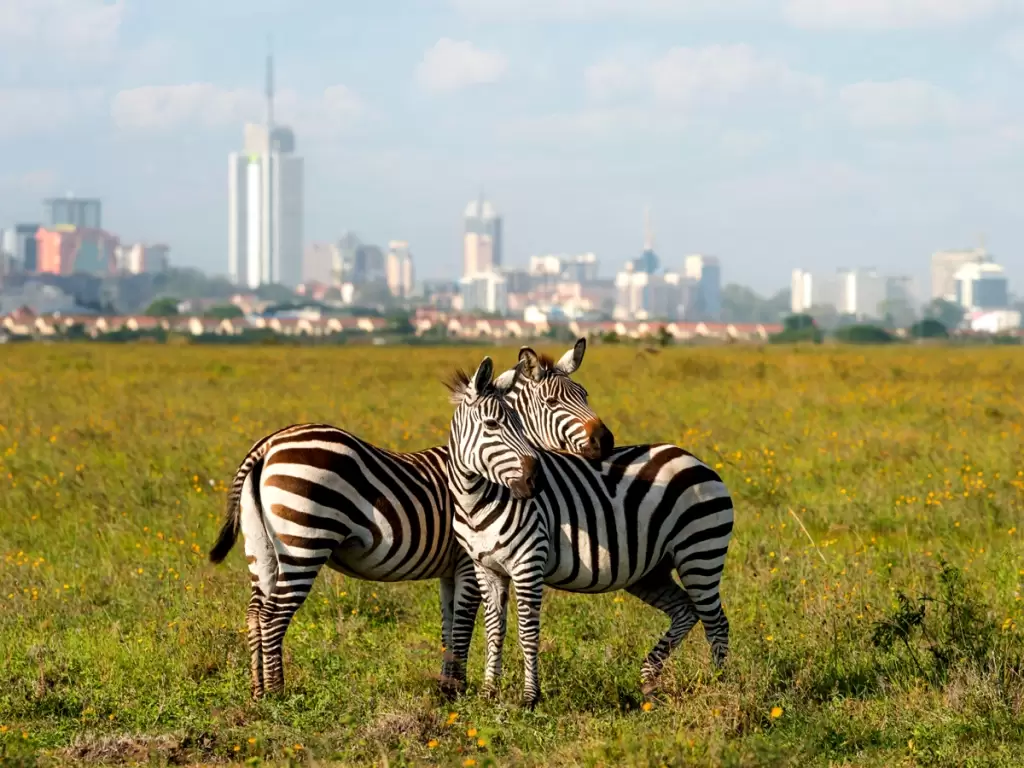 Two zebras stand in the grasslands of Nairobi National Park, with the city skyline in the background.