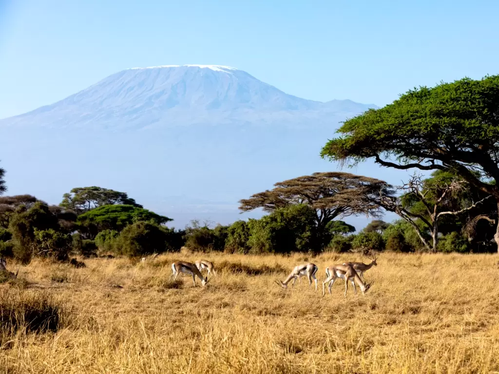Mount Kilimanjaro towering over the golden savannah of Amboseli National Park, Kenya, with grazing antelopes and lush acacia trees.