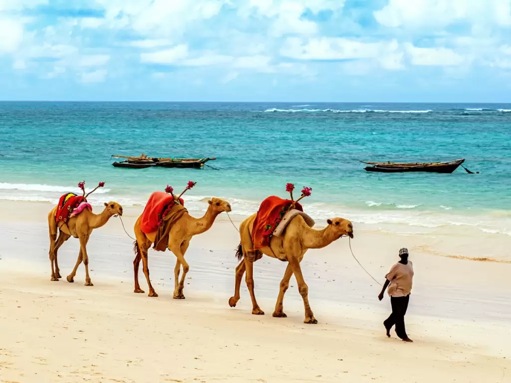 Camels on white sandy beaches of Mombasa, Kenya’s best places to see 2025 / 2026.