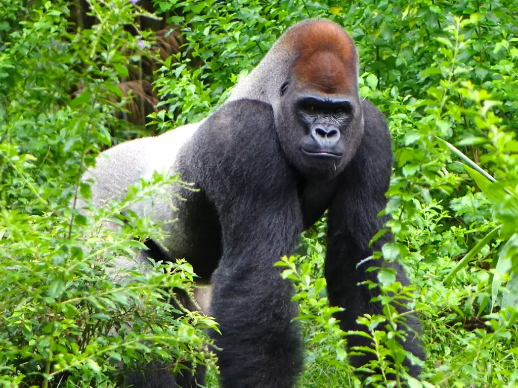 A mountain gorilla in the lush forests of Volcanoes National Park, Rwanda—gorilla trekking in Africa 2025 – 2026.