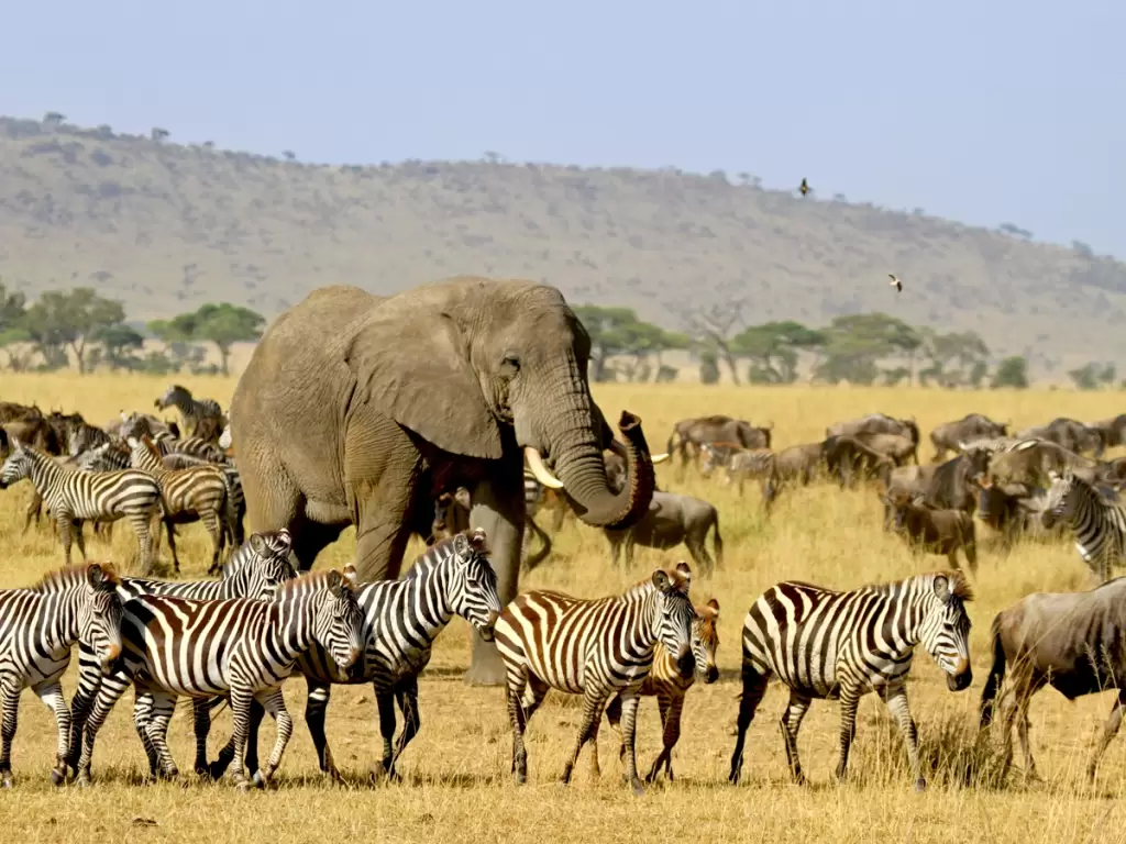 An African safari scene with an elephant, zebras, and wildebeest—perfect for first-time safari-goers 2025 / 2026.