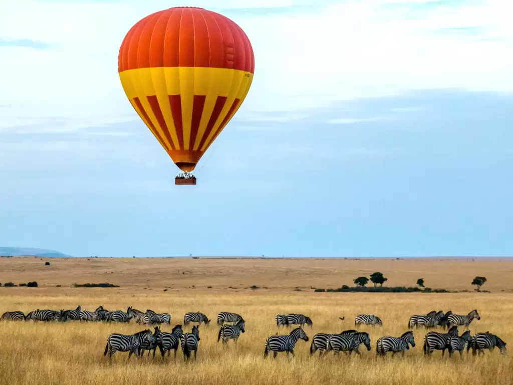 A hot air balloon safari over the golden plains of Africa’s Serengeti National Park, with zebras grazing below.