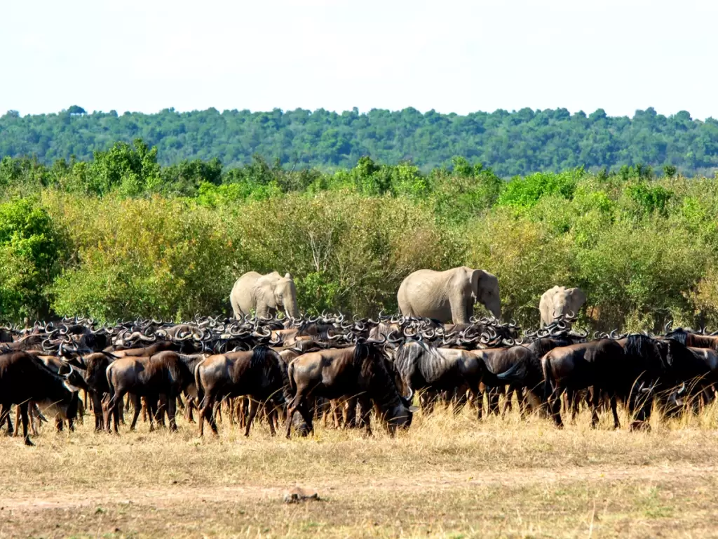 A herd of wildebeest and elephants grazing in African savannah; a wildlife scene of the Great Migration.