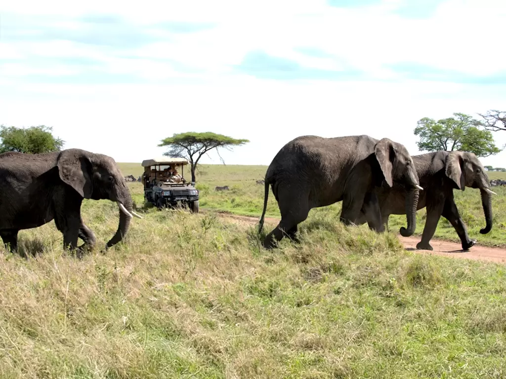 An elephant herd crossing a road in Serengeti National Park, Tanzania during an African safari 2025 – 2026.