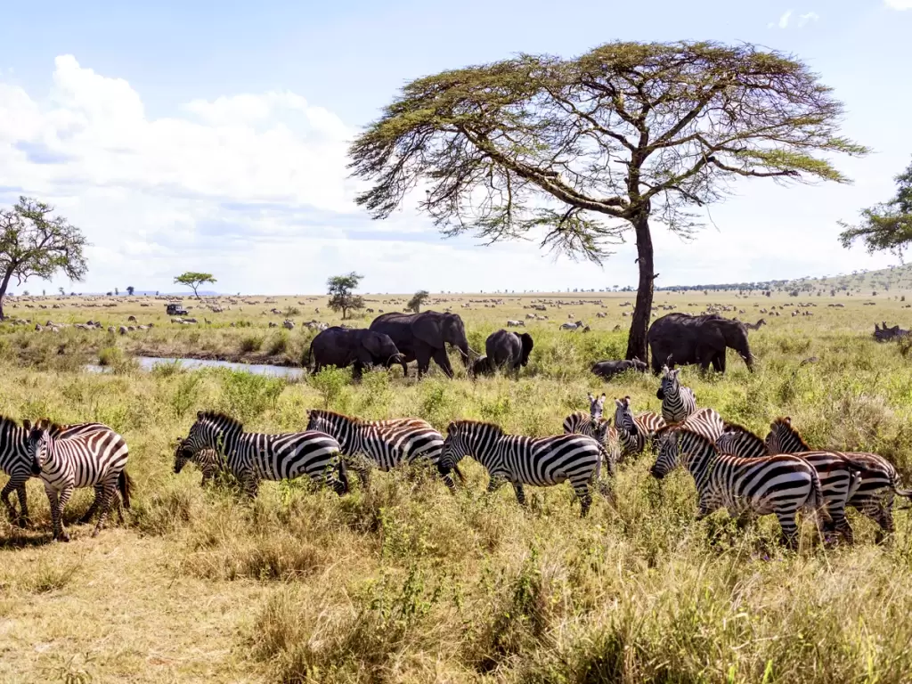 Maasai Mara National Park, Kenya, with zebras and elephants roaming the vast African savannah under an acacia tree.
