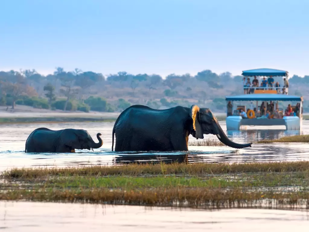 African elephants wading through the waters of the Okavango Delta, Botswana during a boat safari 2025 / 2026.
