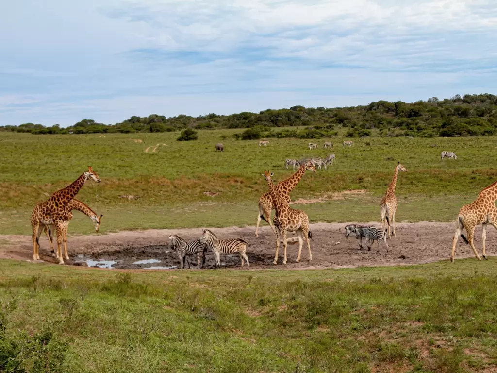 Giraffes and zebras gather at a watering hole in Kruger National Park, South Africa during first African safari 2025 / 2026.