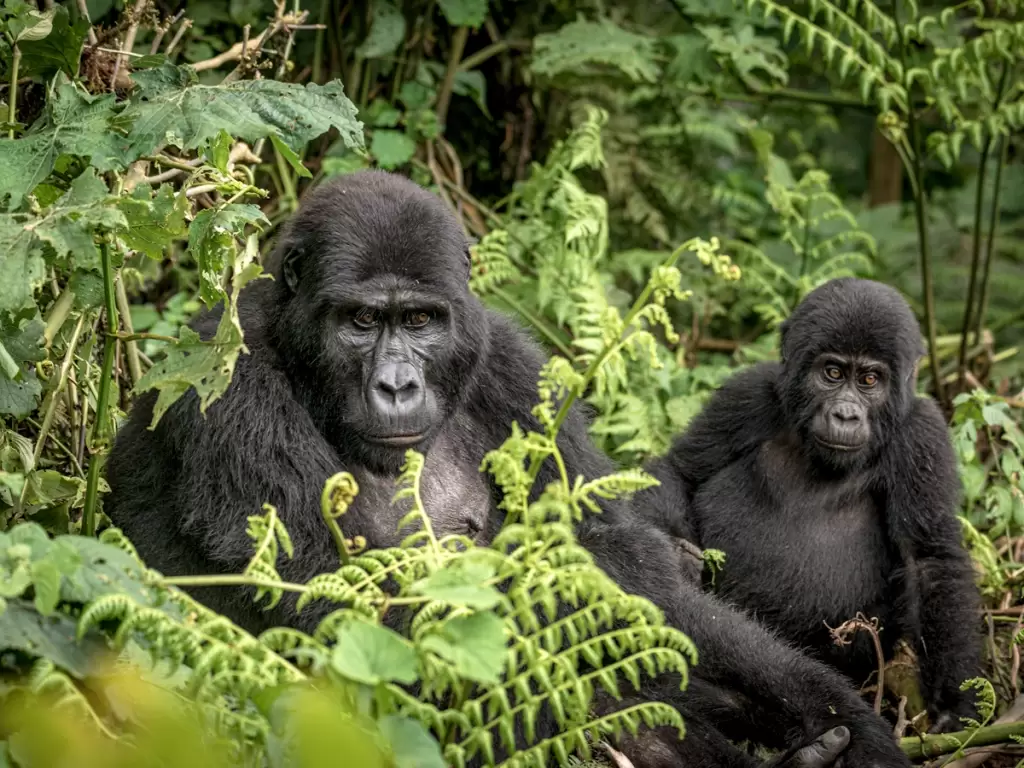 A mother gorilla and her baby in the rainforest of Bwindi Impenetrable National Park, Uganda—African gorilla trekking.