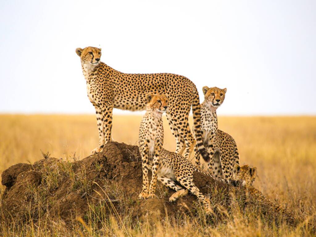 A group of cheetahs in the Okavango Delta during luxury Botswana safari 2025 – 2026. 