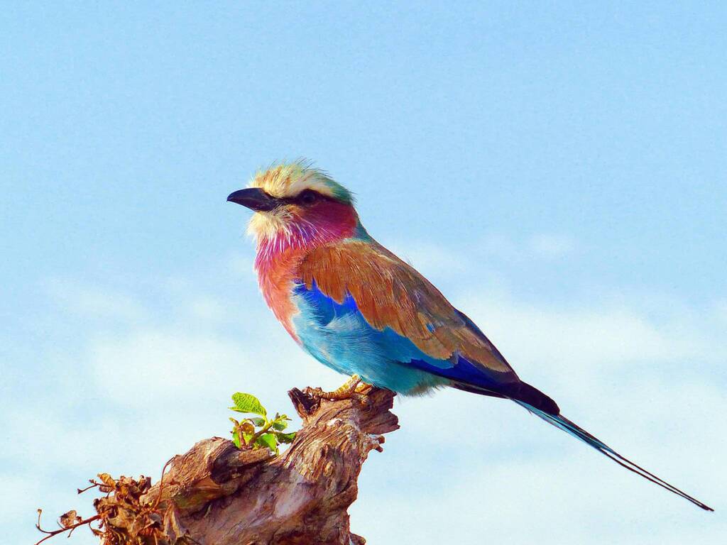 A lilac-breasted roller in the Okavango Delta: A Botswana safari attraction 2025-2026.   