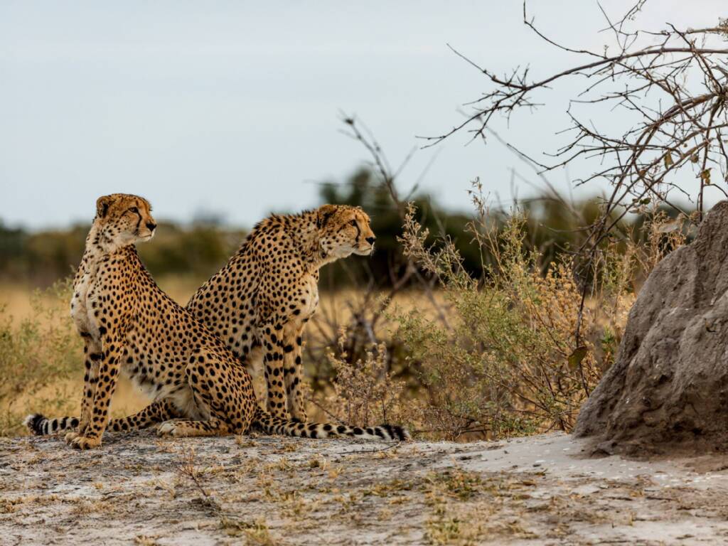 Two cheetahs during the Central Kalahari Game Reserve safari in Botswana 2025 / 2026.  