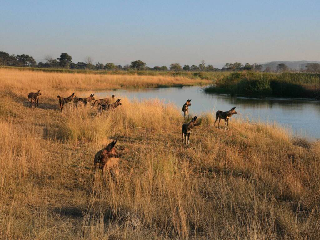 African wild dogs in Linyanti Game Reserve during luxury Botswana safari 2025 – 2026. 