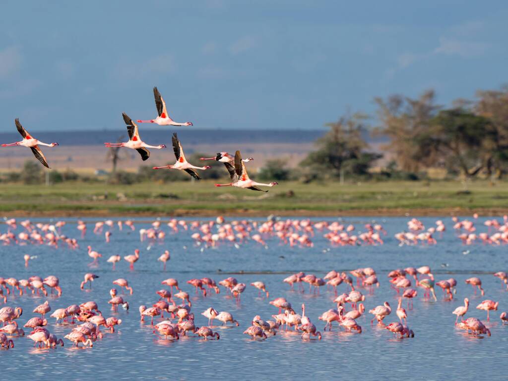 Flying flamingos during Makgadikgadi Pans National Park safari in Botswana, on the salt flats.
