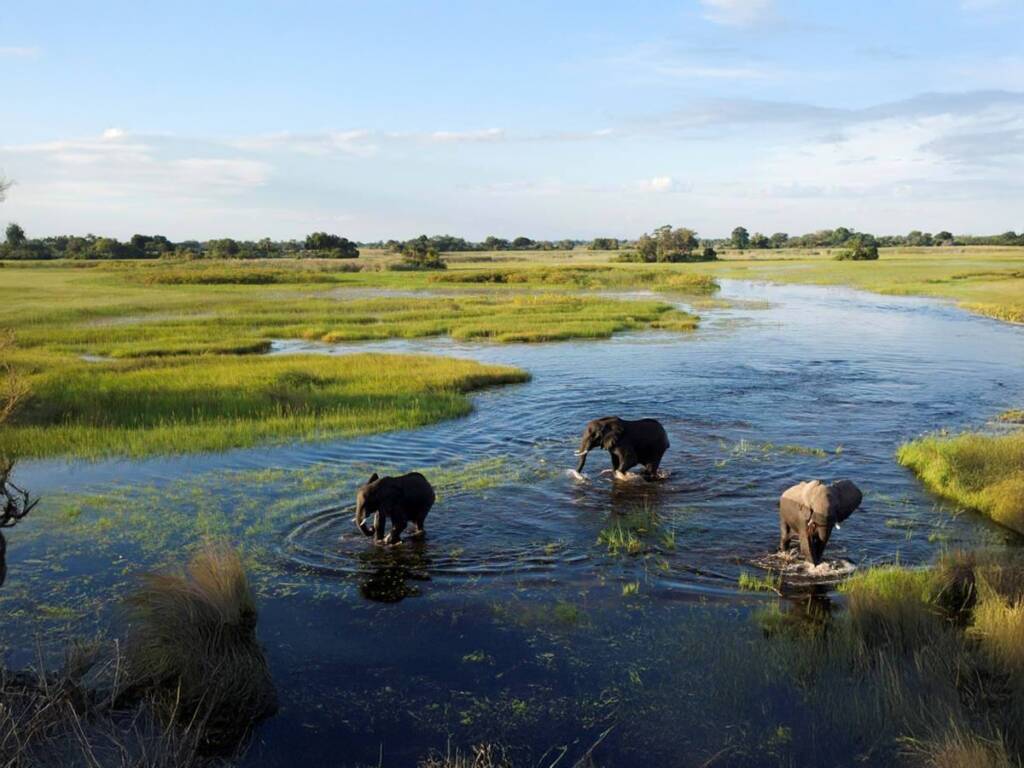 Elephants in the waters of Moremi Game Reserve  during the Botswana safari 2025/2026. 