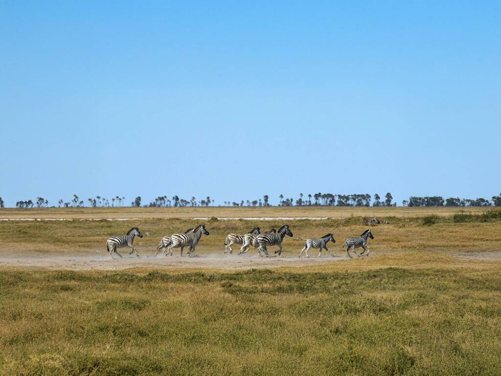 A group of zebras galloping across the vast expanse during Nxai Pans National Park safari in Botswana. 