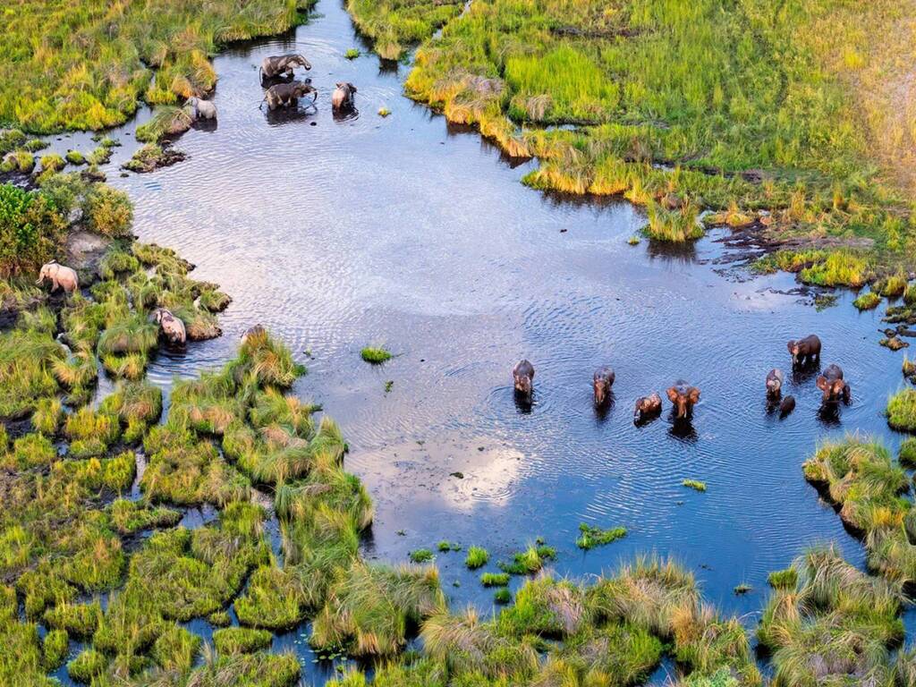 Elephants bathing and foraging in the Okavango Delta, Botswana, amidst lush vegetation and flowing waterways, showcasing the region’s rich biodiversity.