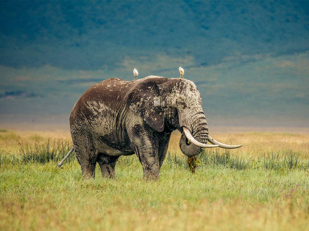 Elephant grazing in the Ngorongoro Crater, with a bird perched on its back during African safari 2025-26.