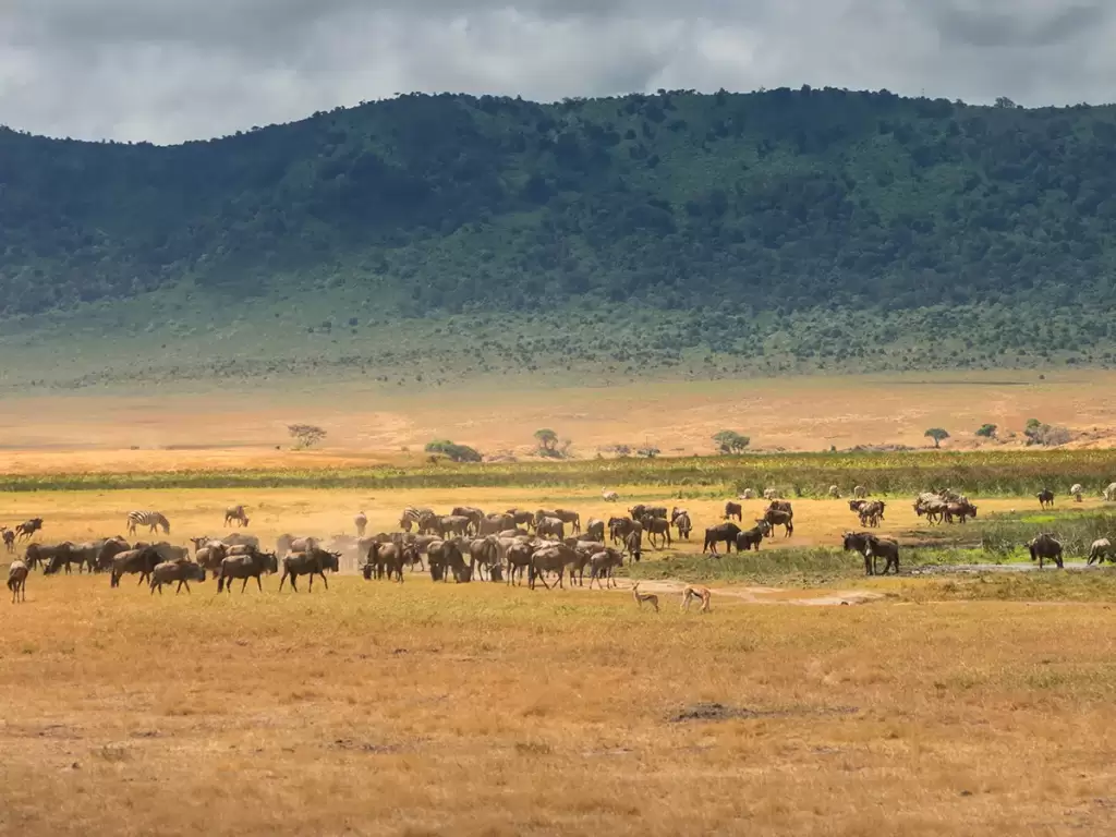 A herd of wildebeests and zebras grazing during Ngorongoro Conservation Area safari 2025/26.