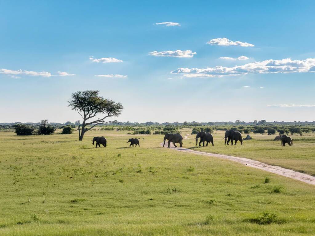 Elephants roaming in the African plains of Hwange National Park during Zimbabwe safari 2025/26. 