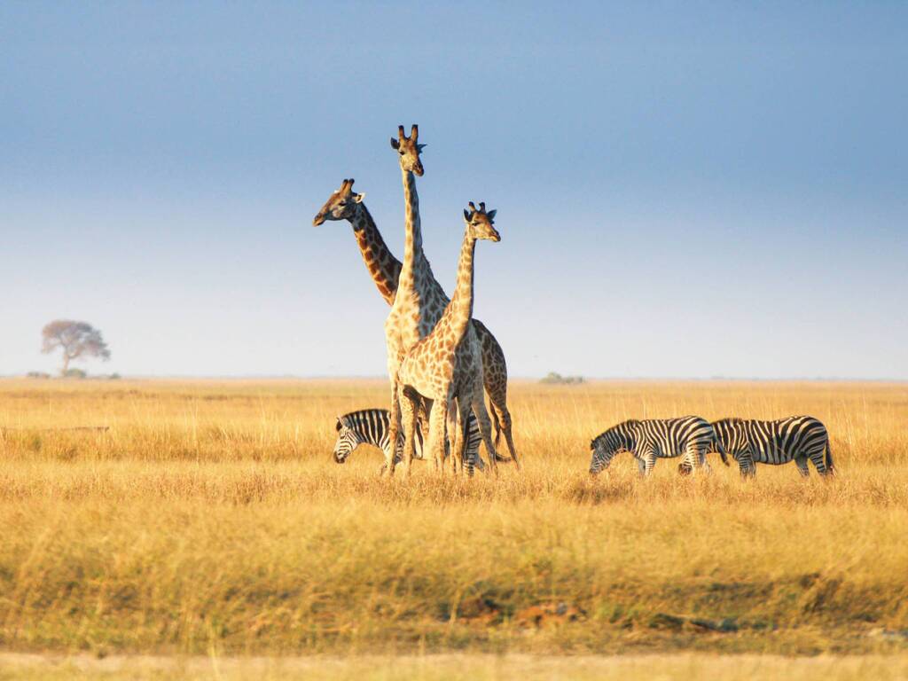 Giraffes and zebras grazing together on the savannah during luxury African safari 2025-26. 